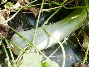 吃瓜群众网红青蛙,吃瓜群众的“蛙声一片”