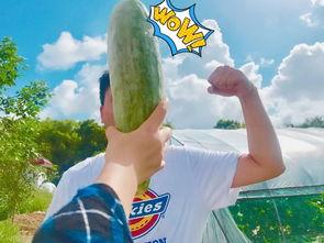 有吃瓜视频的网红吗,揭秘有吃瓜视频的神秘网红